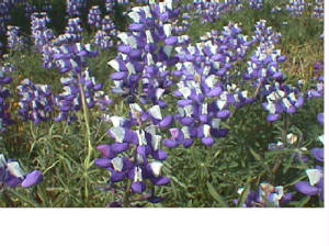 lupine.jpg